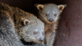 Bearcat čili medvědokočka má další mládě