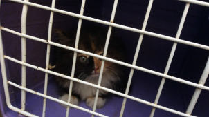 Strážníci měli co do činění s mňoukajícím autem