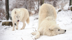 Sníh už zasypal i olomouckou zoo