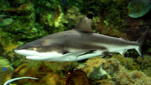 V olomoucké zoo uhynula samice žraloka černoploutvého