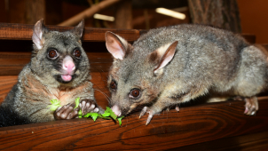 Pavilon netopýrů je hotový, má i nové obyvatele