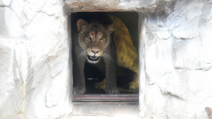 V olomoucké zoo je nová lvice