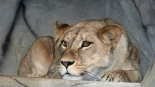 Lvice Ayo se zabydluje v olomoucké zoo