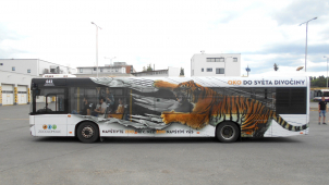 Ulicemi města se prohání tygr z olomoucké zoo