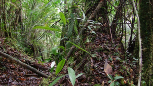 Vědci objevili na Borneu zvláštní masožravku