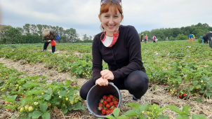 Samosběr jahod je tady! Ve Slavoníně je kilo za 75 korun