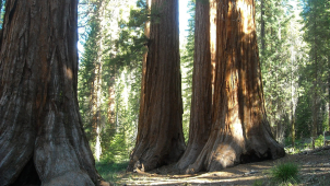 Sekvoje na stříbrném plátně i na olomouckém náměstí