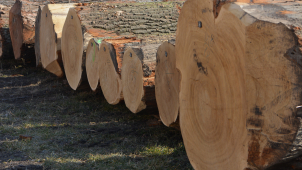 Špičkové dříví šlo na dračku, v aukci padaly rekordy