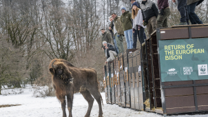 Zubři ze Zoo Olomouc pomáhají návratu druhu do přírody