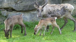 V olomoucké ZOO se narodili čtyři sobi