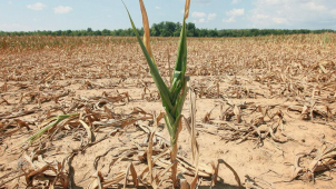 Chybí voda! Sucho zabíjí rostliny i živočichy