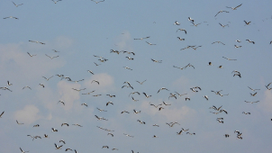 Stovky čápů se slétají na střední Moravě a loví hraboše