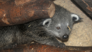 Největší cibetkovité šelmy v olomoucké ZOO mají mláďata