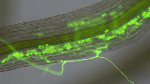 Jak rostliny řídí své soužití s „přátelskými“ houbami