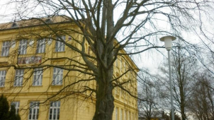 Litovel: Alej ve Smetanových sadech se musí pokácet