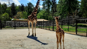 Žirafy v olomoucké zoo mají nový přírůstek, malou Sarifu