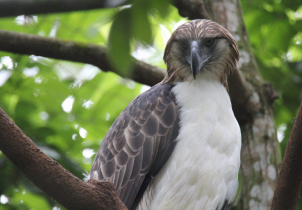 Zoo Olomouc pomohla na Filipínách se záchranou orla opičího