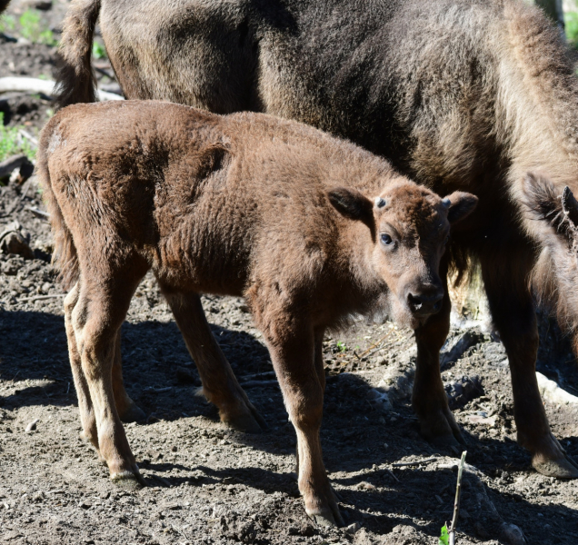 V olomoucké zoologické zahradě odchovali dalšího zubra