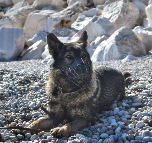 Místo silniční kontroly utekl. Našel ho policejní pes Xar