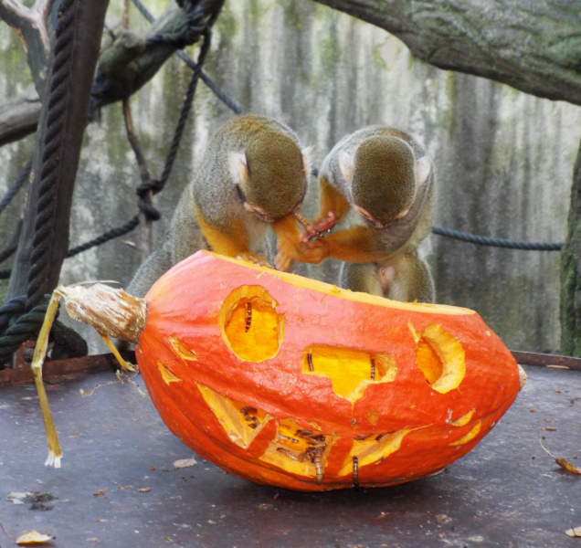 Zvířata z olomoucké zoo si pochutnala na dýních