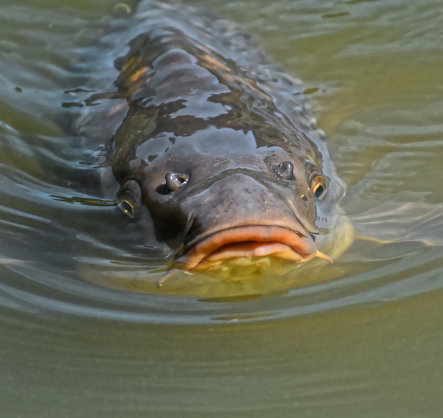 Policisté zachránili život prodejci ryb v Prostějově