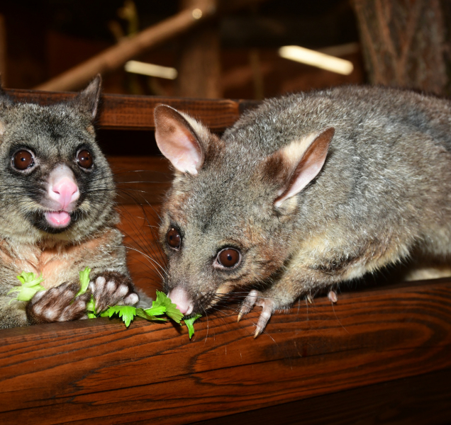 Pavilon netopýrů je hotový, má i nové obyvatele