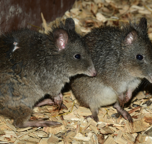 Klokánek krysí ze Zoo Olomouc je nadšený houbař