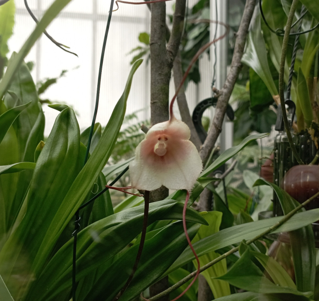 Flora nabízí výstavu unikátních výstavu pralesních rostlin