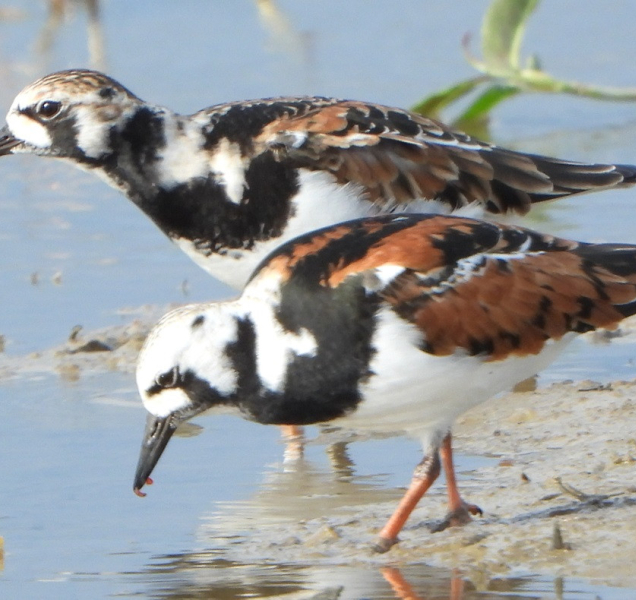Ornitology překvapil u Přerova kameňáček žijící v Arktidě