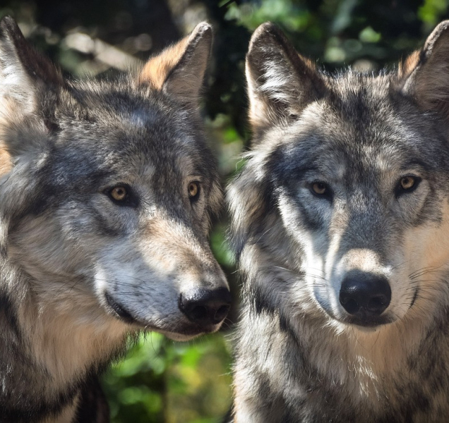 Vlci v Jeseníkách vyvedli mláďata, šelma se vrací do přírody
