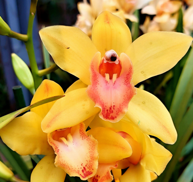 Nejkrásnější orchideje světa změnily skleník v tropický ráj