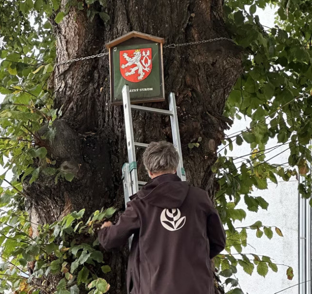 Olomouc označila památné stromy