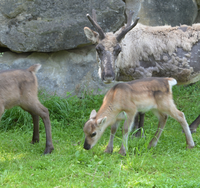 V olomoucké ZOO se narodili čtyři sobi