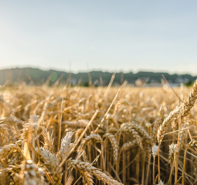 Zemědělci letos na Hané sklidili více obilí