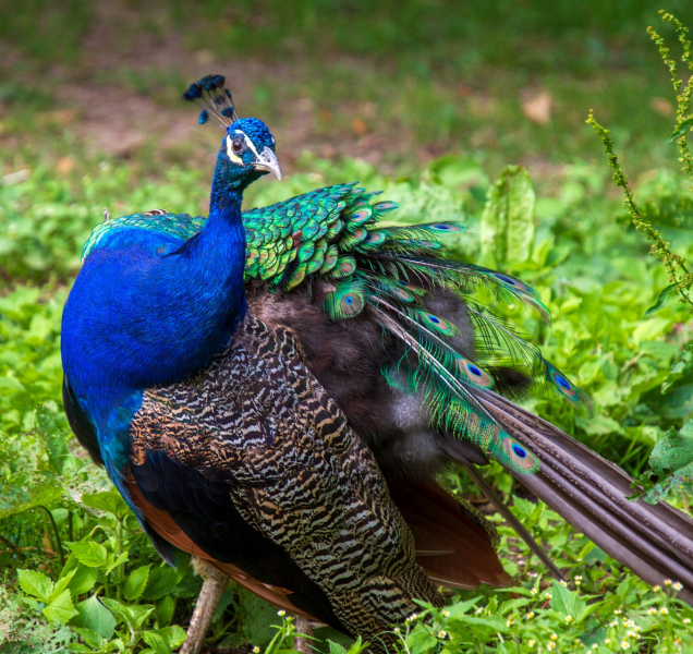 Páv terorizoval obyvatele ulice Františka Šantavého v Olomouci