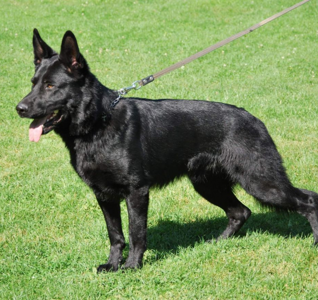 Policejní pes Umpa vyčenichal pohřešovanou