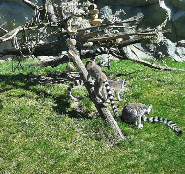 Olomoucká zoo otevře návštěvníkům koncem května