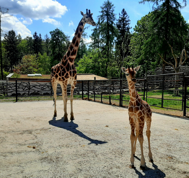 Žirafy v olomoucké zoo mají nový přírůstek, malou Sarifu