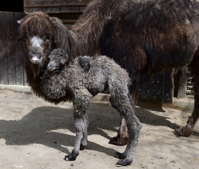 Zoo Olomouc slaví narození velbloudího mláděte