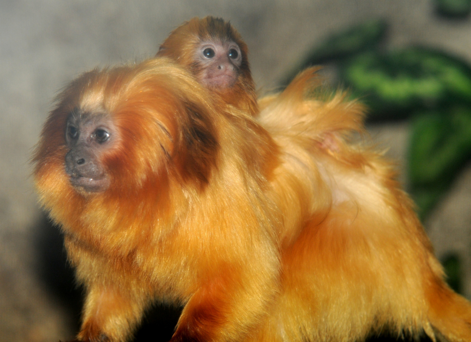 Olomoucká zoo otevírá vnitřní pavilony