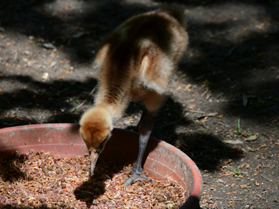 Zoo na Kopečku hlásí další mládě! Tentokrát u jeřábů mandžuských