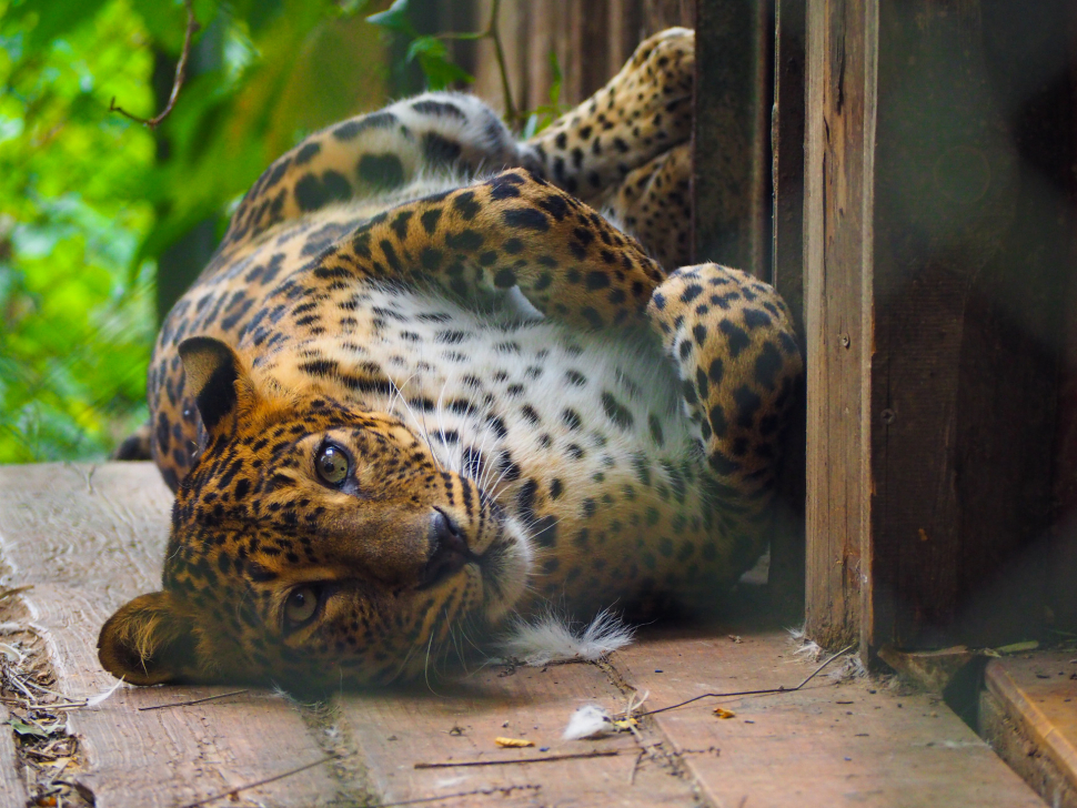 Neodpalujte ohňostroje v blízkosti zahrady, žádá olomoucká zoo