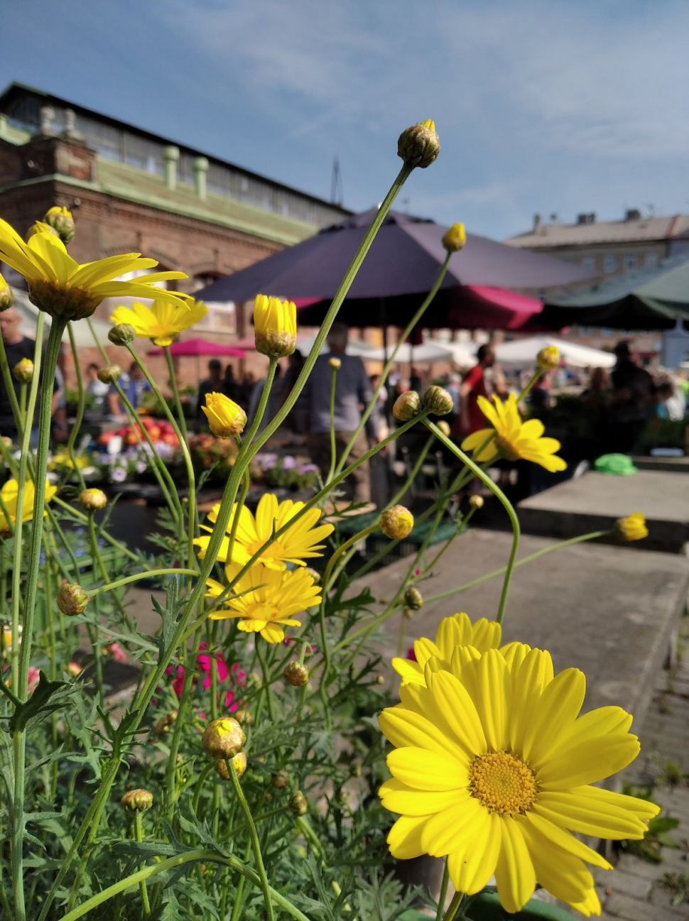 Výstaviště Flora zvelebuje olomouckou tržnici