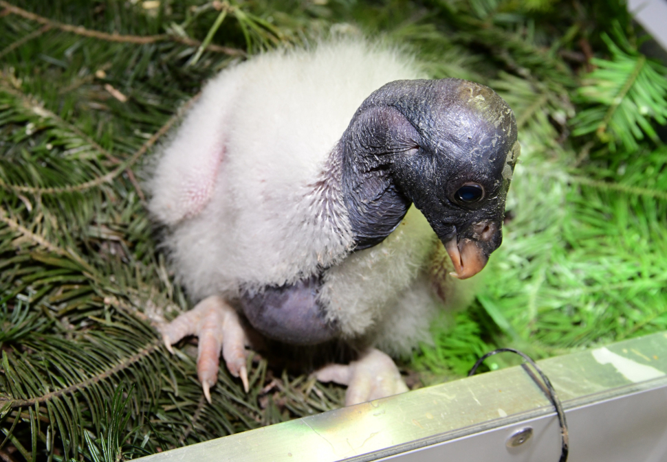 Tři dny kondora. Zoo má po 14 letech mládě z inkubátoru.