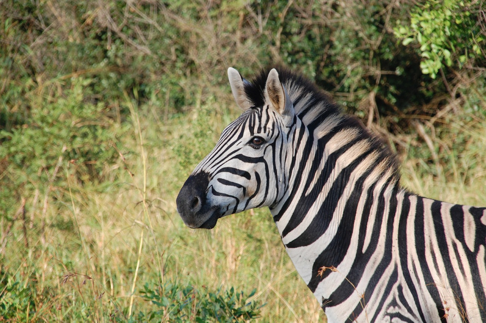 Do ZOO dorazila nová zebra z Plzně