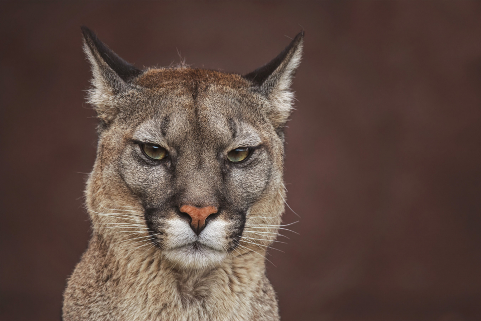 Puma je u Kroměříže. Kam bude pokračovat?