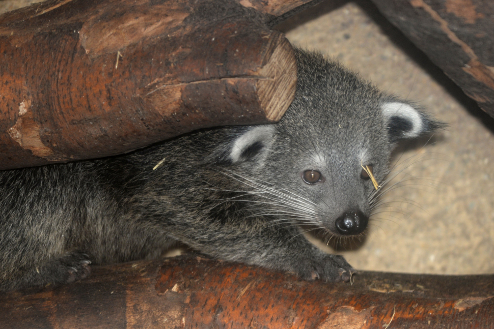 Největší cibetkovité šelmy v olomoucké ZOO mají mláďata