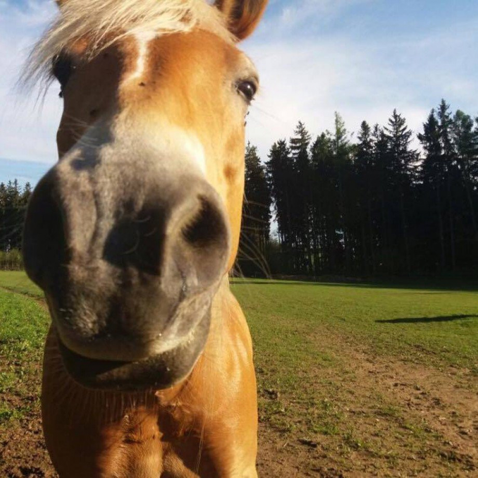 Kůň se splašil u kolotočů, jezdec byl opilý