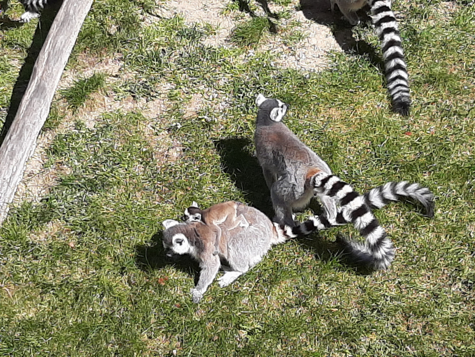 Život v olomoucké zoo běží dál i bez návštěvníků